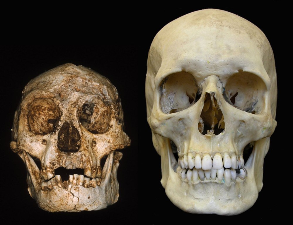Человек флоресский homo floresiensis