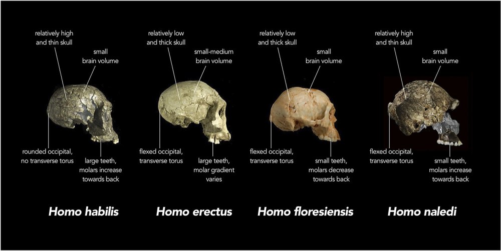 Homo Naledi и человек флоресский