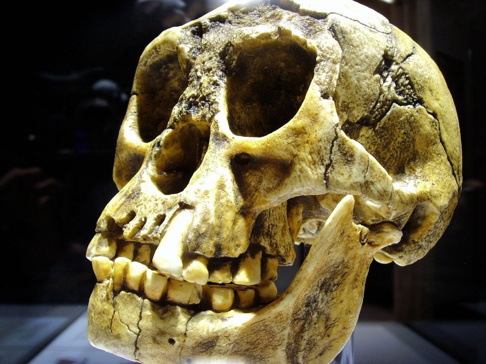 Человек флоресский homo floresiensis