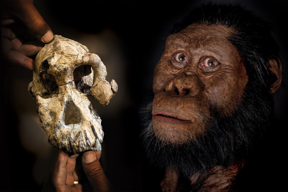 Australopithecus Afarensis (австралопитек афарский)