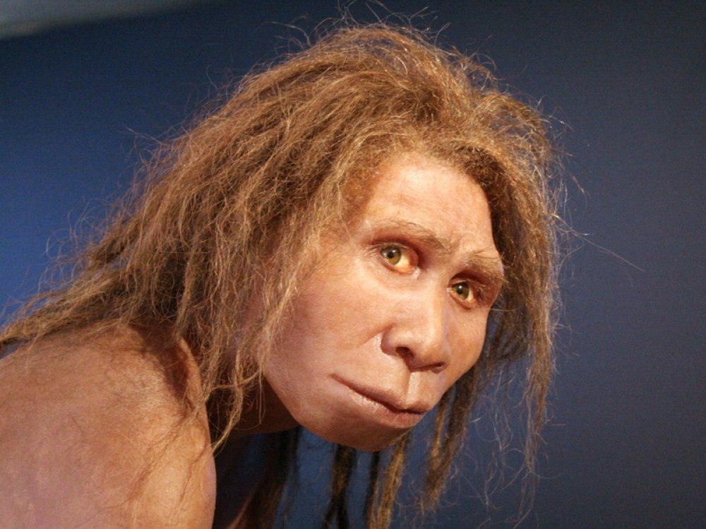 Homo georgicus (человек грузинский) Дманиси