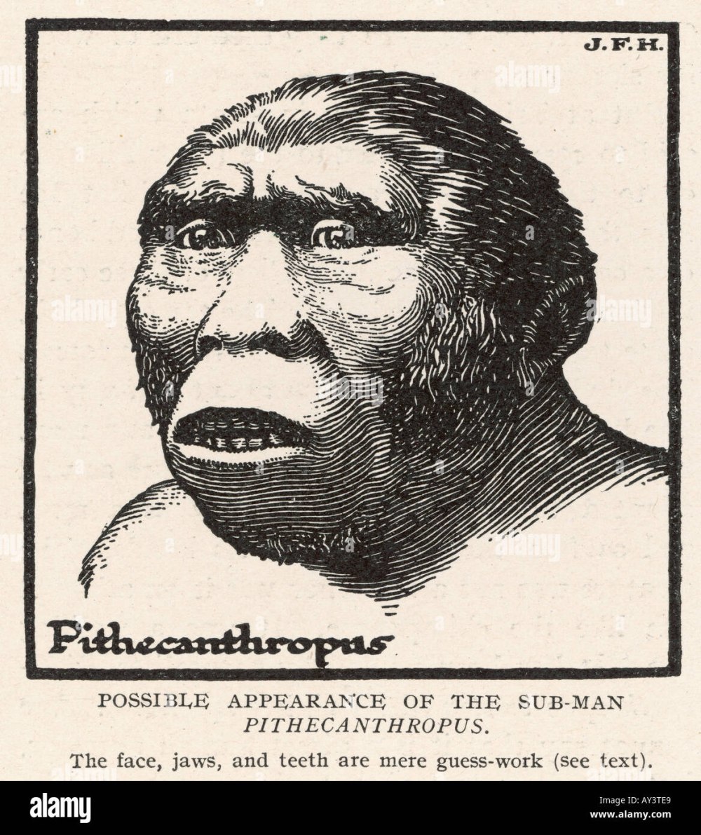«Pithecanthropus Erectus eine menschenanliche Übergangsform aus java» книга