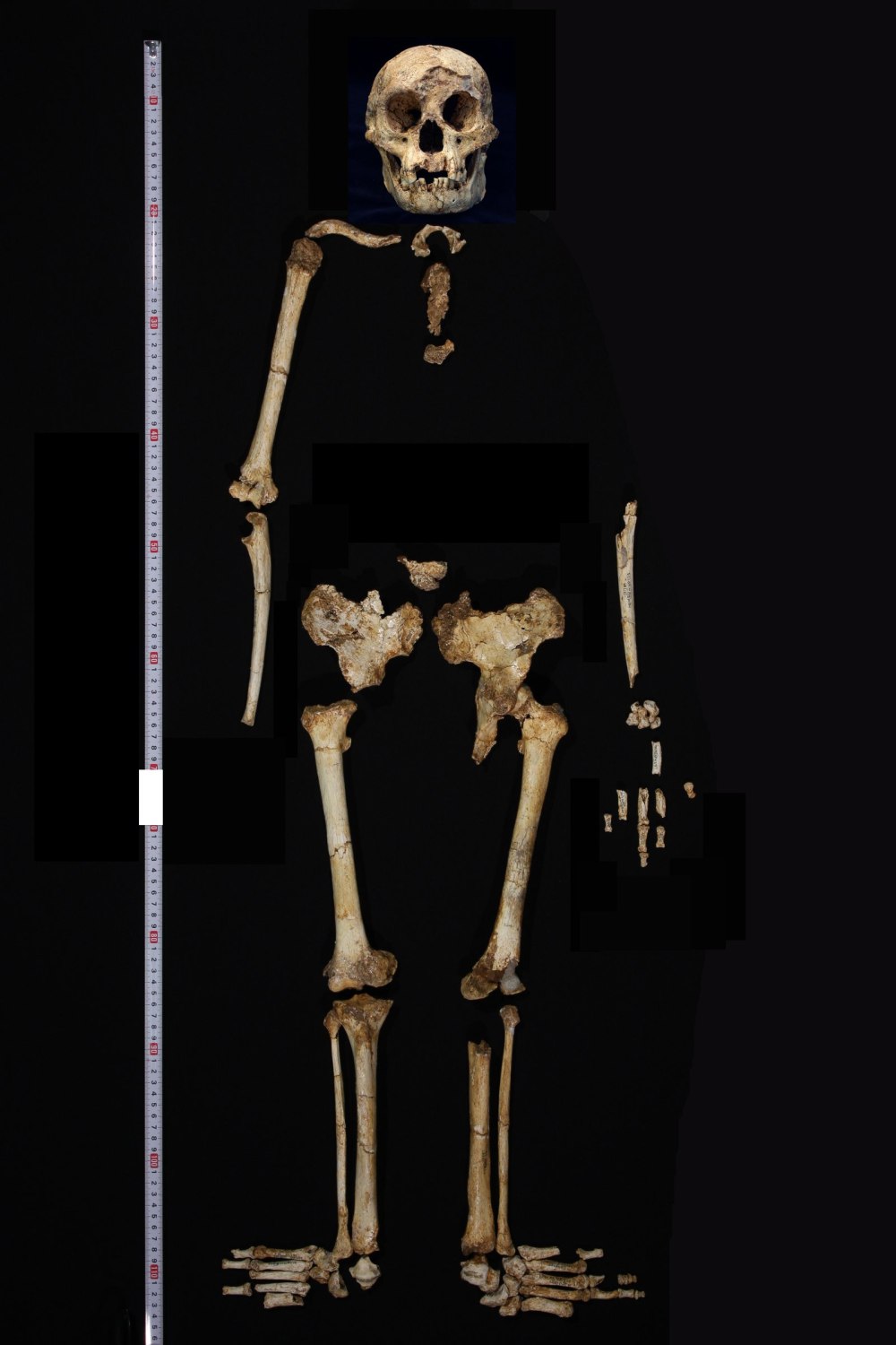 Когда найдены останки homo floresiensis