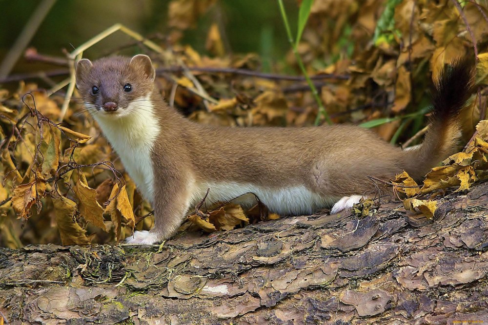 Ласка (Mustela nivalis)