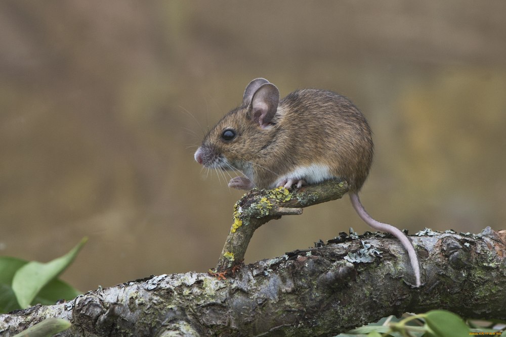 Apodemus sylvaticus