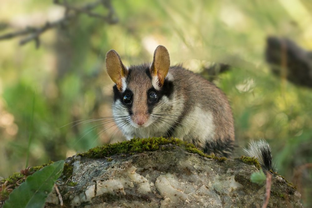 Садовая Соня eliomys quercinus