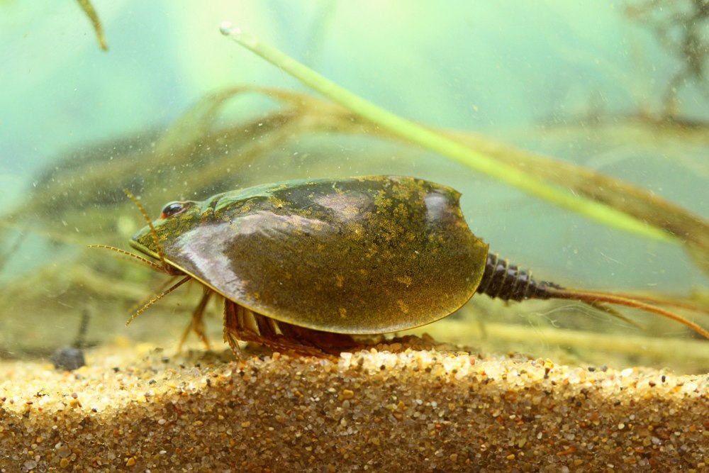 Щитни Triops cancriformis