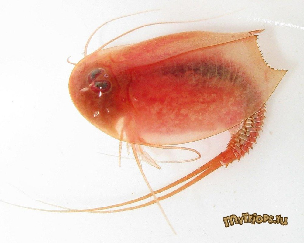 Triops cancriformis Red