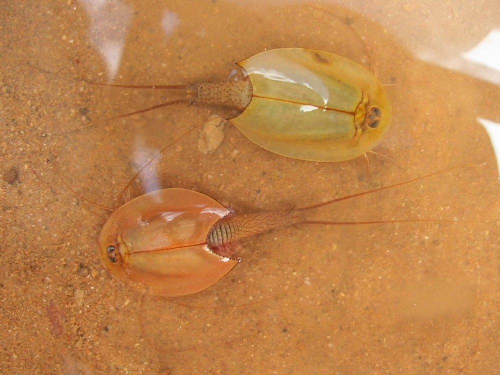 Triops longicaudatus