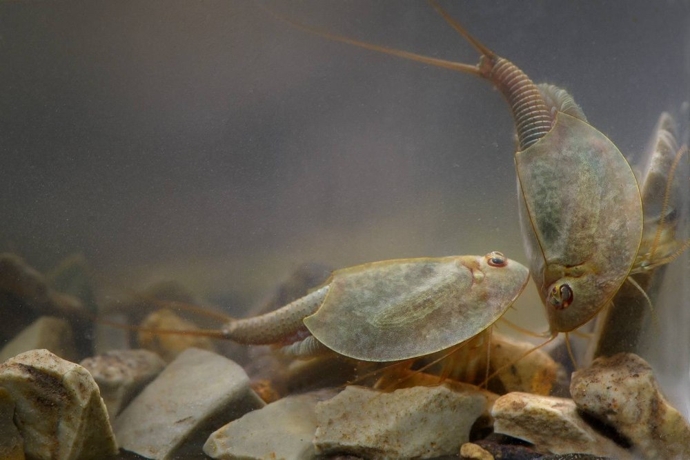 Щитни Triops cancriformis