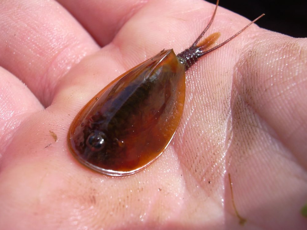Щитни Triops cancriformis