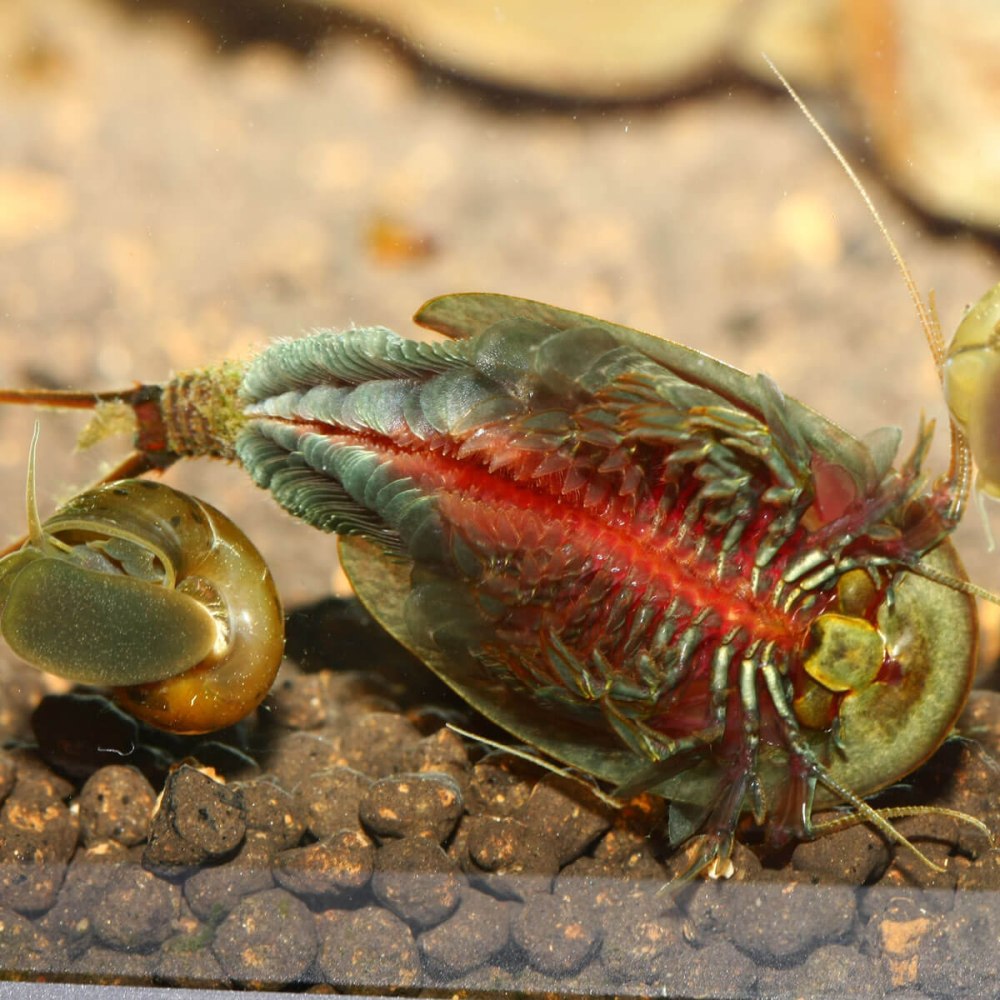 Щитни Triops