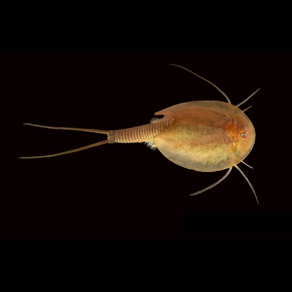 Рачки-щитни Triops