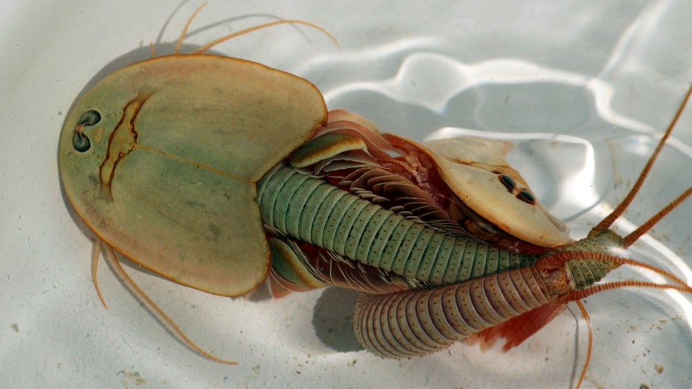 Triops granarius