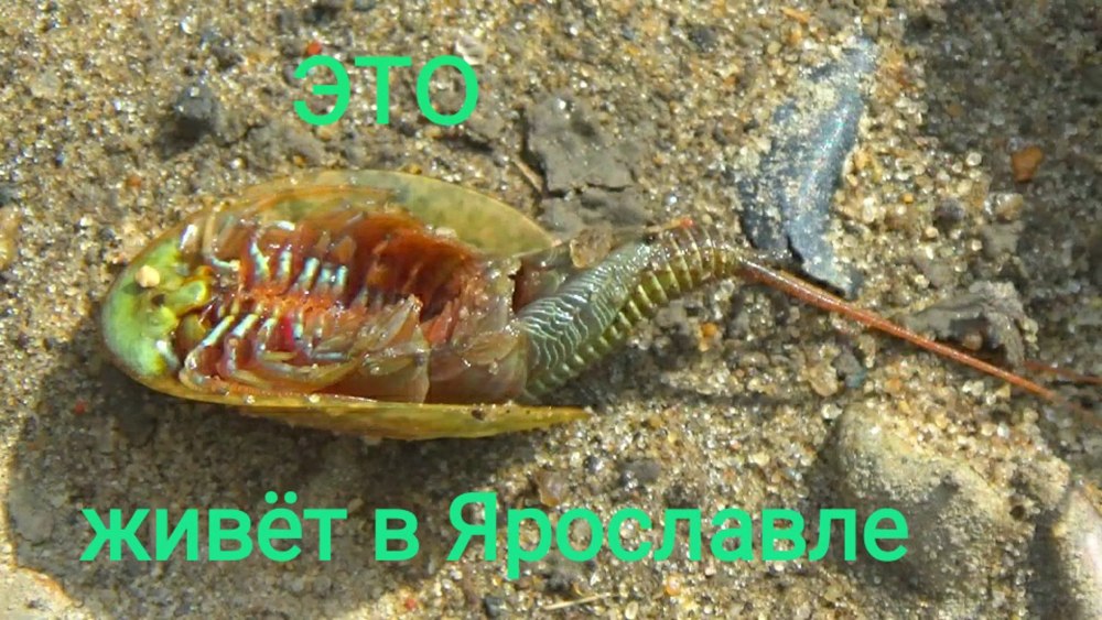 Щитень гигантский Чернобыльский