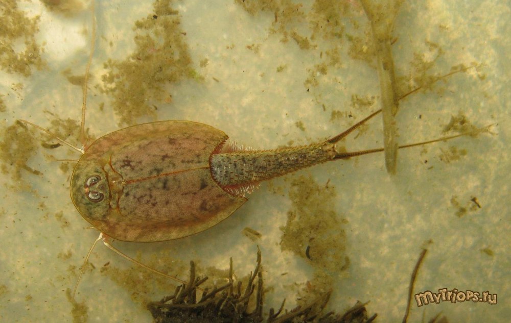 Triops australiensis