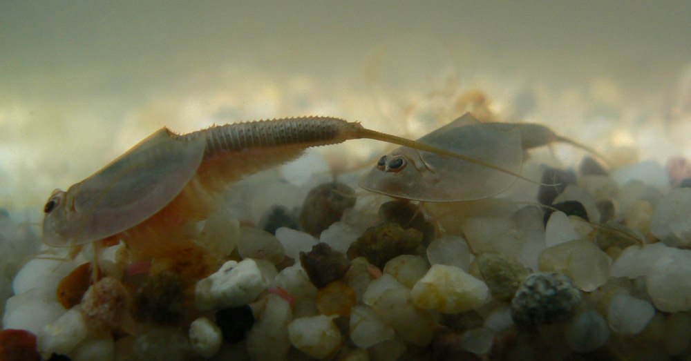 Triops longicaudatus