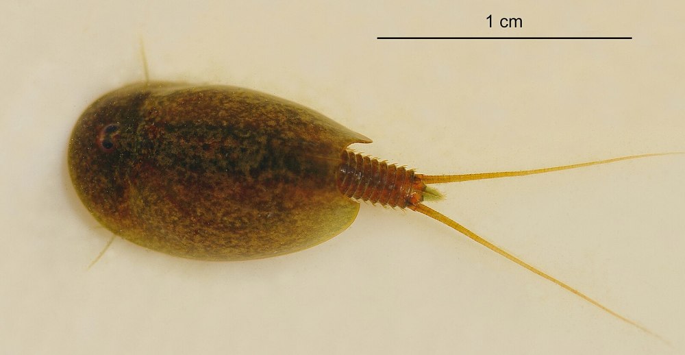 Щитня - lepidurus APUS