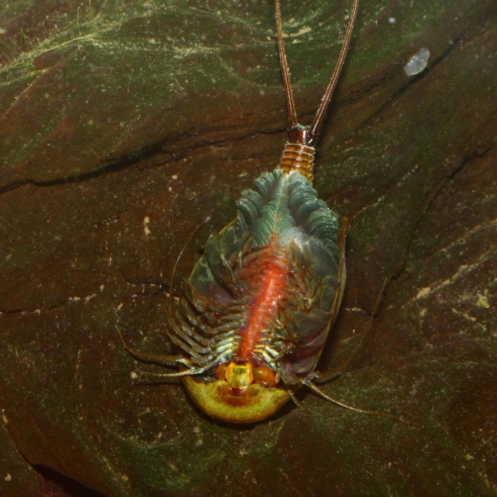 Щитни Triops cancriformis