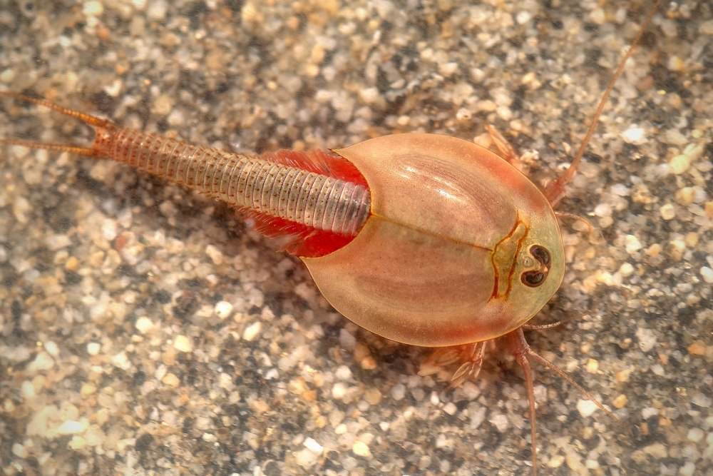 Triops longicaudatus Red