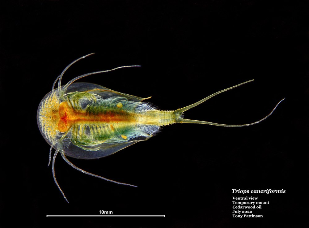 Щитни вида Triops cancriformis