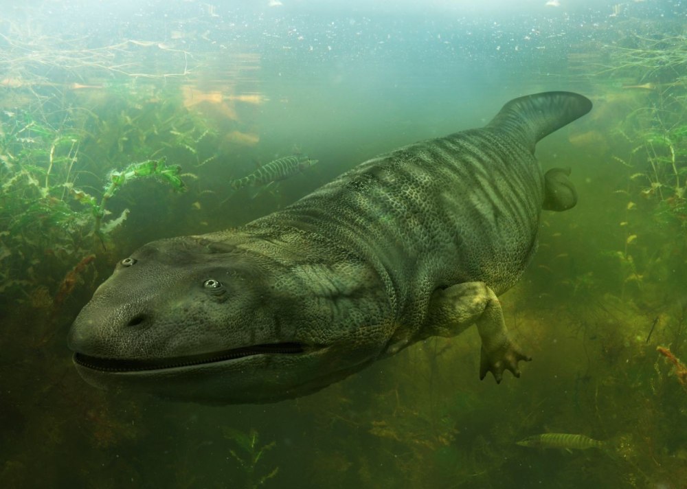 Metoposaurus algarvensis