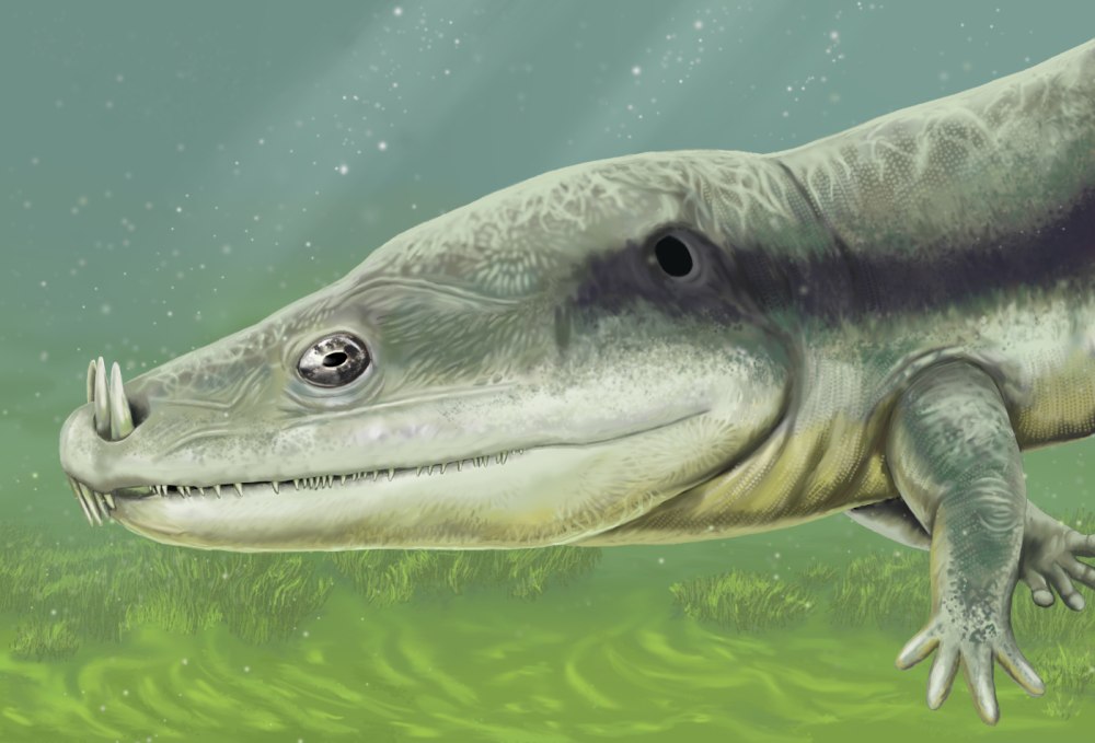 Microposaurus AVERYI