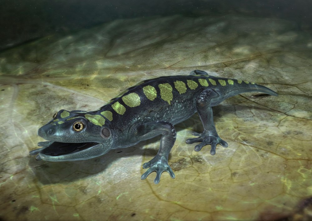 Amphibamus и Phlegethontia