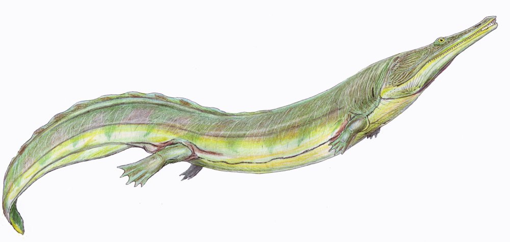 Platyoposaurus stuckenbergi