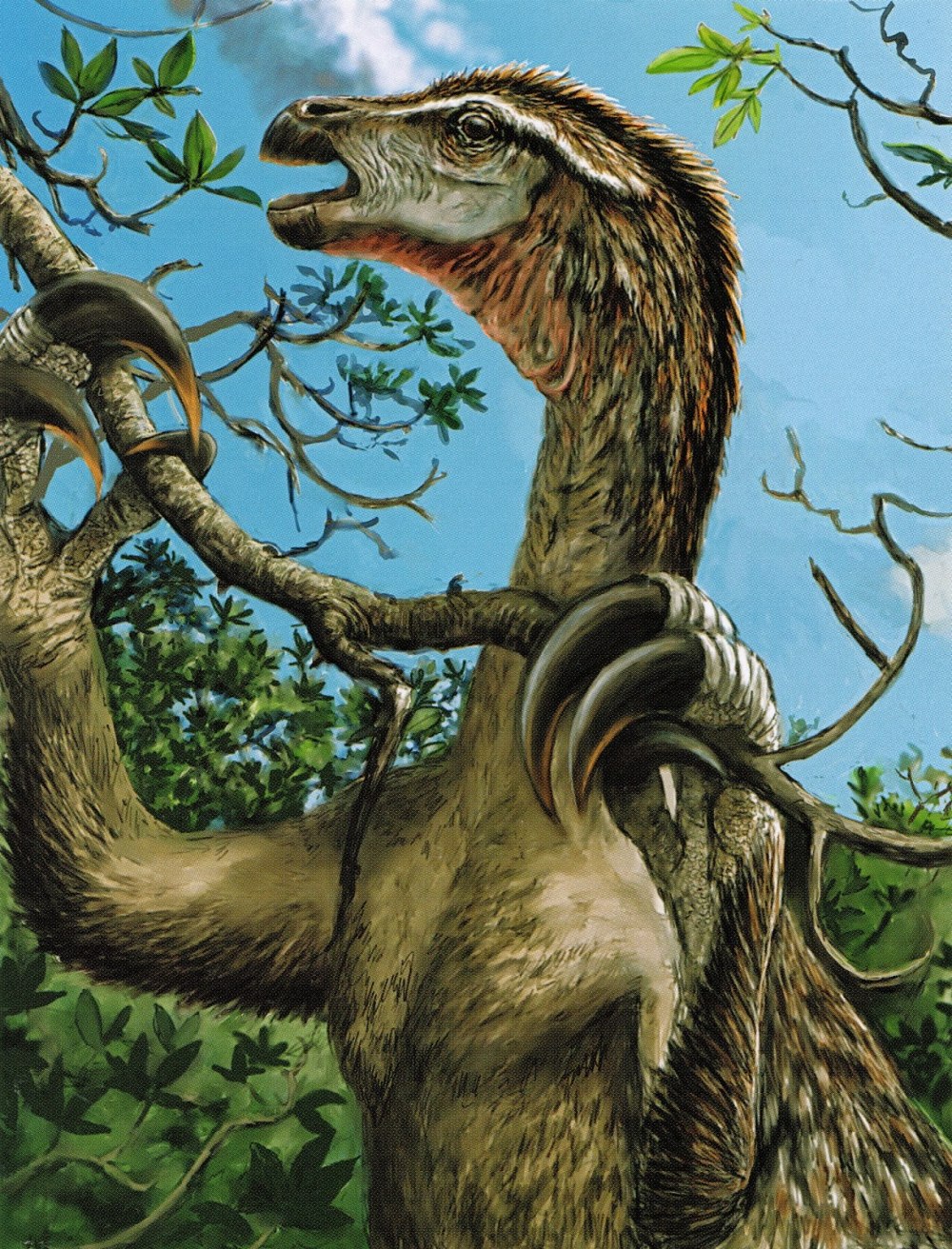 Nothronychus graffami