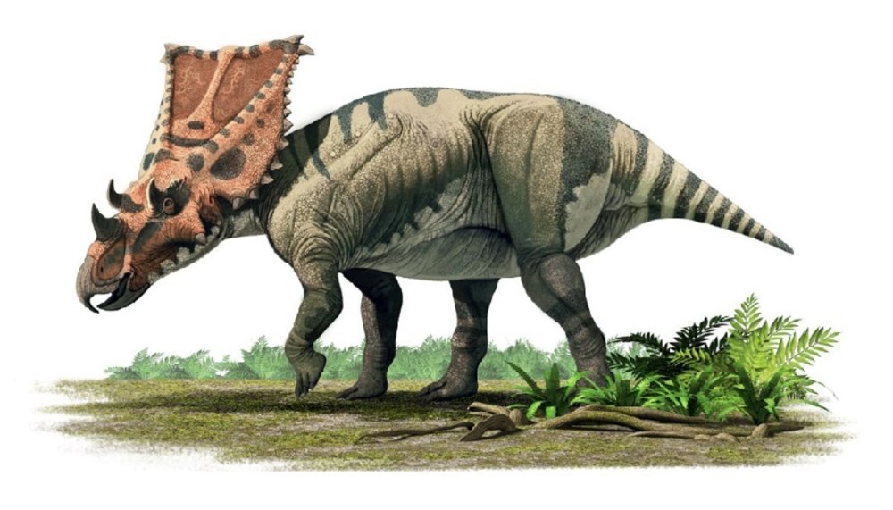 Хазмозавр Chasmosaurus belli
