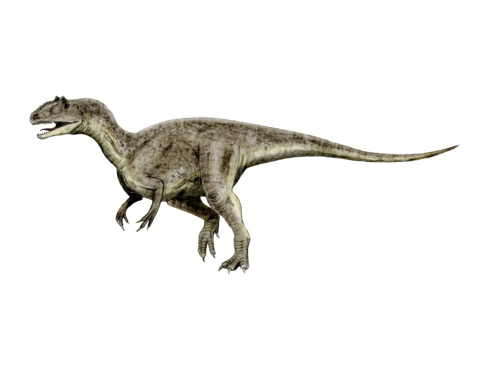 Allosaurus fragilis