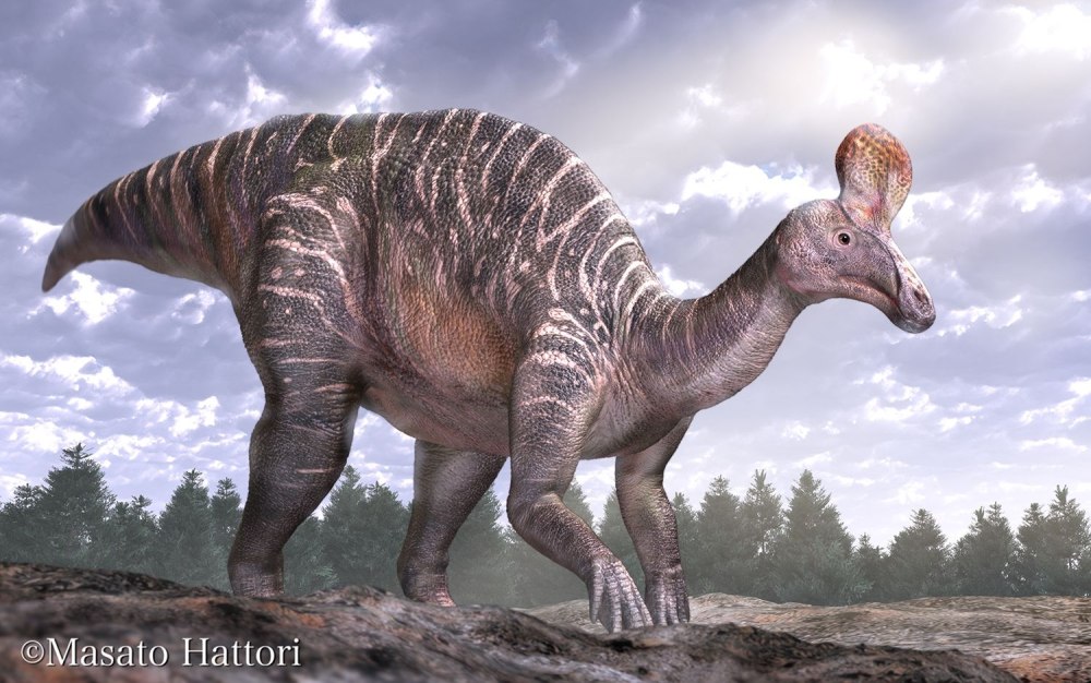 Tsintaosaurus spinorhinus