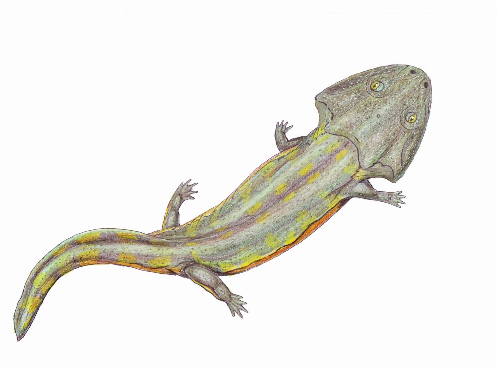 Кулазух амфибия