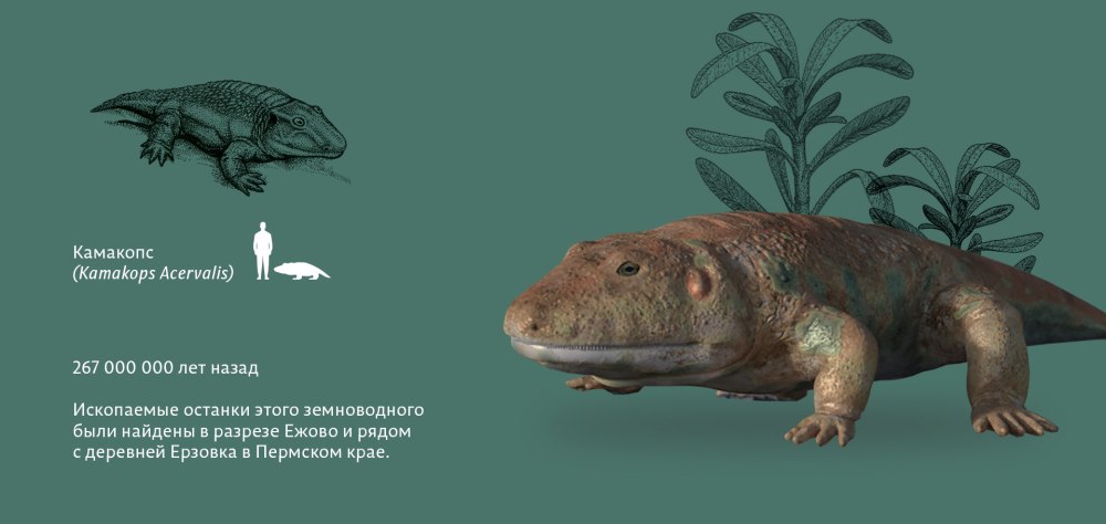Диссорофидная амфибия камакопса