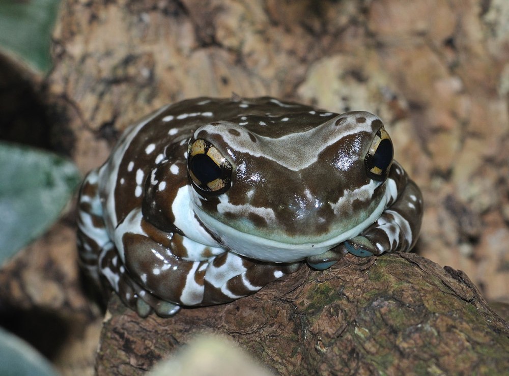 Квакша жабовидная Арлекин (Trachycephalus resinifictrix)