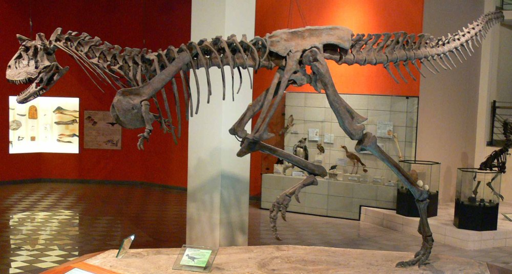 Carnotaurus скелет