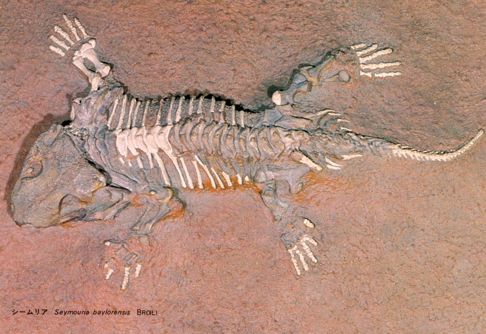 Seymouria Baylorensis