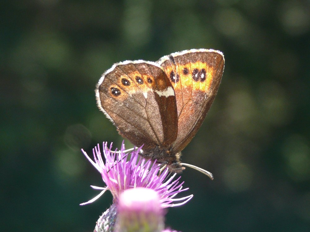 Erebia Ligea