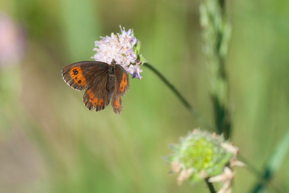 Чернушка кофейная - Erebia Ligea