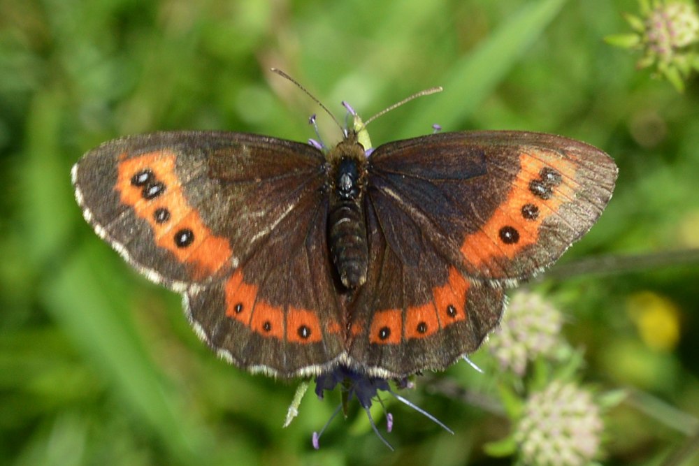 Erebia (Erebia) kefersteinii