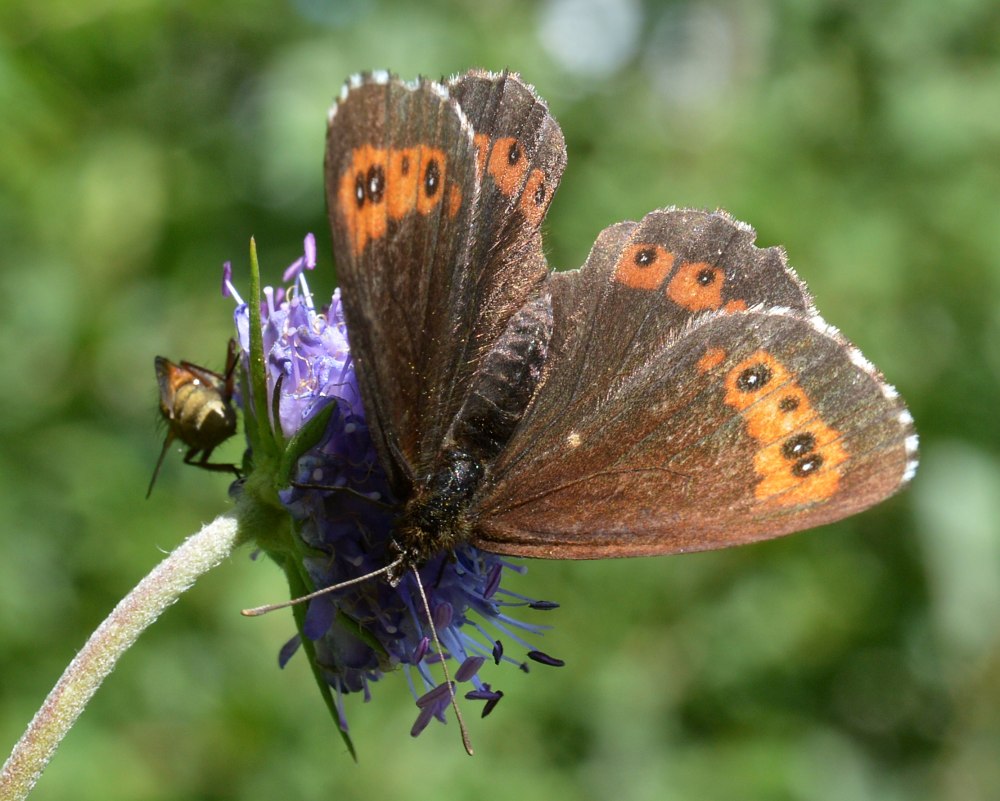 Erebia (Erebia) kefersteinii