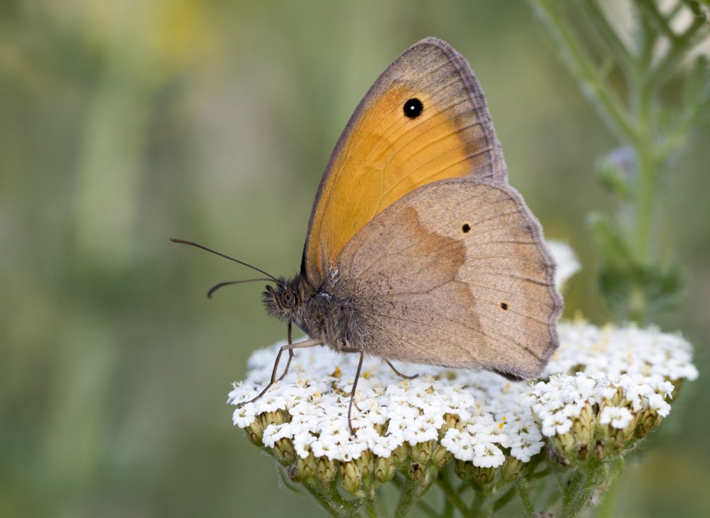 Maniola acidosa