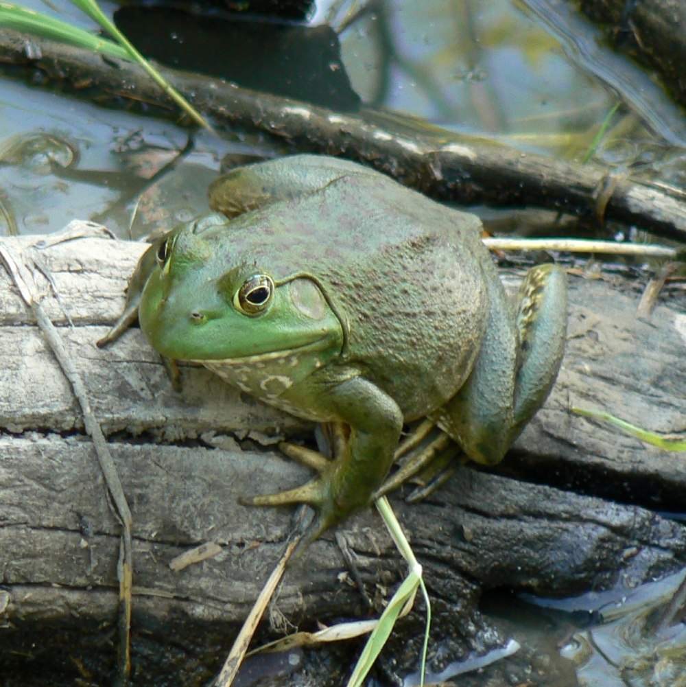 Лягушка-бык (lithobates catesbeianus)