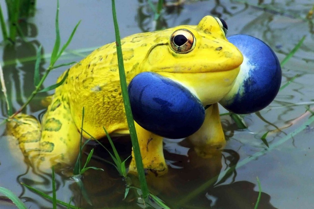 Тигровая лягушка Hoplobatrachus tigerinus