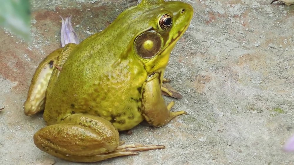 Lithobates catesbeianus