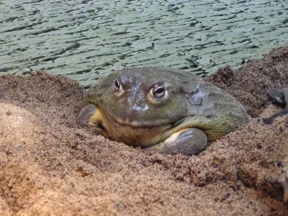 Лягушка бык водонос