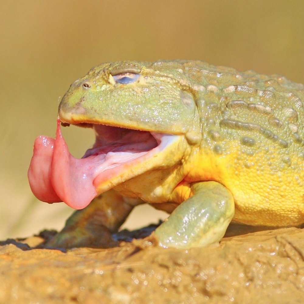 Африканская жаба Bullfrog
