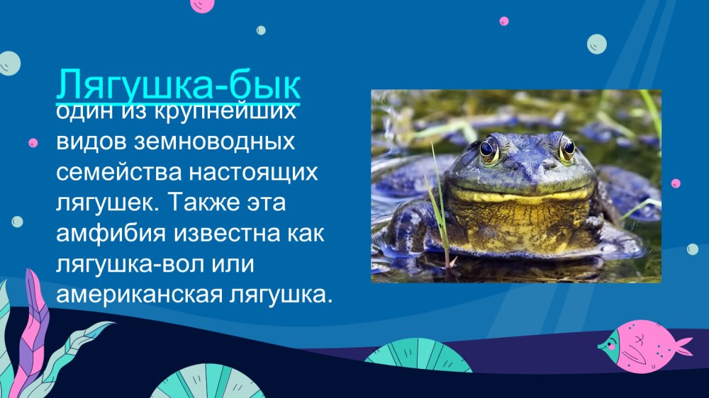 Интересные факты о лягушке быке