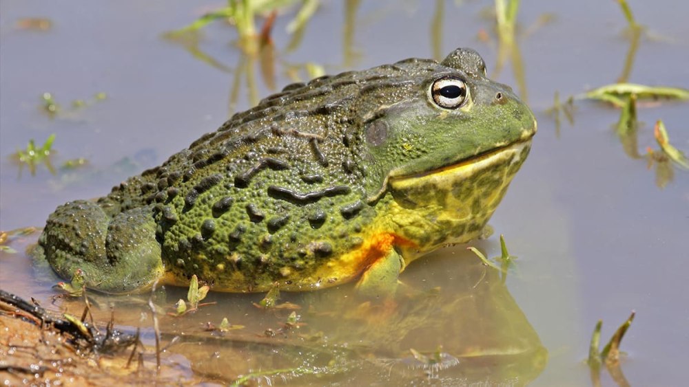 Африканская жаба Bullfrog
